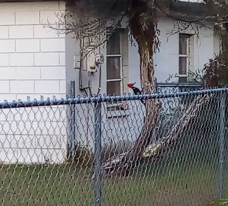 [The red-headed bird is on the left side of a tree which is only a couple of feet away from a white block house. The bird's head is level with the lower pane of the window. From this view, it appears the body of the bird is the same length as the lower have of the window frame.]